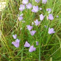 Campanula rotundifolia