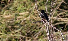 Sturnus vulgaris