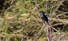 Sturnus vulgaris