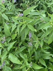 Orbexilum onobrychis