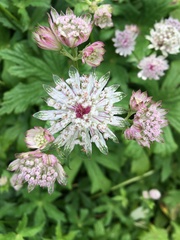 Astrantia major