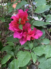 Bougainvillea