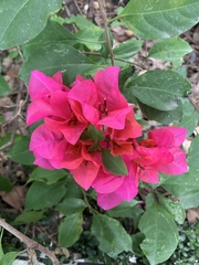 Bougainvillea