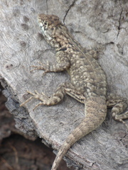 Tropidurus etheridgei