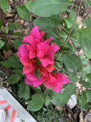 Bougainvillea