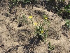 Tragopogon ucrainicus