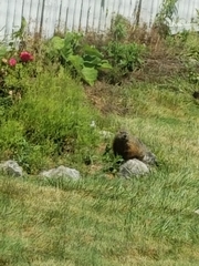 Marmota monax
