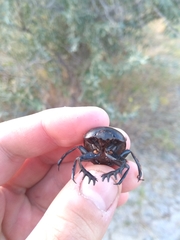 Scarabaeus typhon