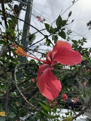 Hibiscus