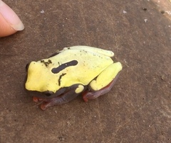 Dendropsophus reticulatus
