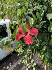 Hibiscus