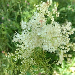 Filipendula ulmaria