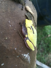 Dendropsophus reticulatus