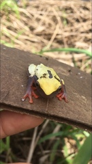 Dendropsophus reticulatus