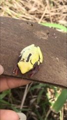 Dendropsophus reticulatus