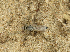 Acrosathe annulata