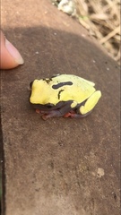 Dendropsophus reticulatus
