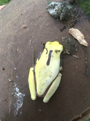 Dendropsophus reticulatus
