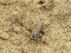 Acrosathe annulata
