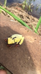 Dendropsophus reticulatus