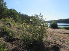 Tragopogon ucrainicus