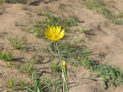 Tragopogon ucrainicus
