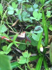 Dendropsophus reticulatus