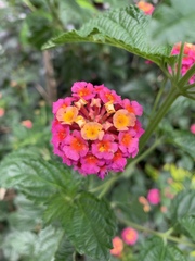 Lantana