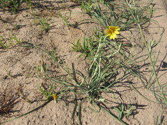 Tragopogon ucrainicus