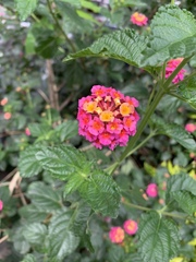 Lantana