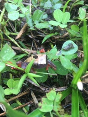 Dendropsophus reticulatus