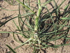Tragopogon ucrainicus
