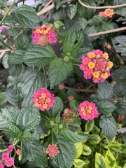 Lantana