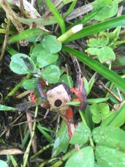 Dendropsophus reticulatus