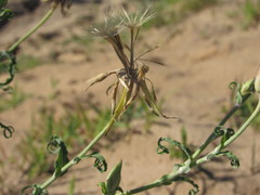 Tragopogon ucrainicus