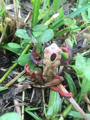 Dendropsophus reticulatus
