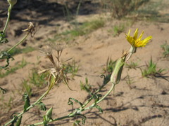 Tragopogon ucrainicus
