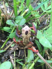 Dendropsophus reticulatus