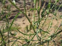 Tragopogon ucrainicus
