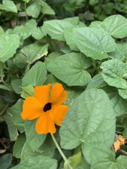 Thunbergia alata