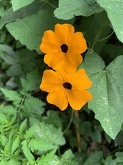 Thunbergia alata