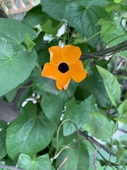 Thunbergia alata