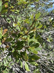 Quercus vacciniifolia