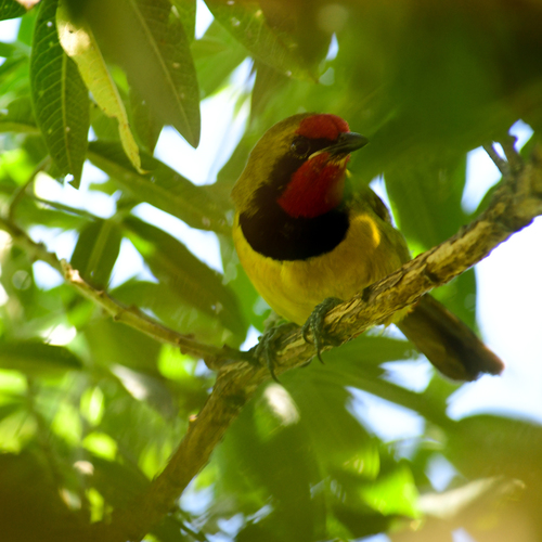 (c) James Christian, some rights reserved (CC BY-NC), uploaded by James Christian iNaturalist image