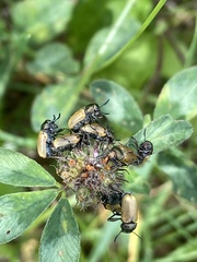 Labidostomis humeralis