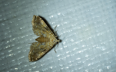 Elophila faulalis