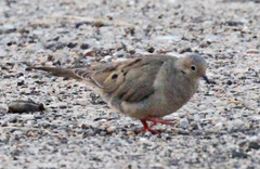 Zenaida macroura image