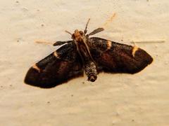 Hypsopygia thymetusalis