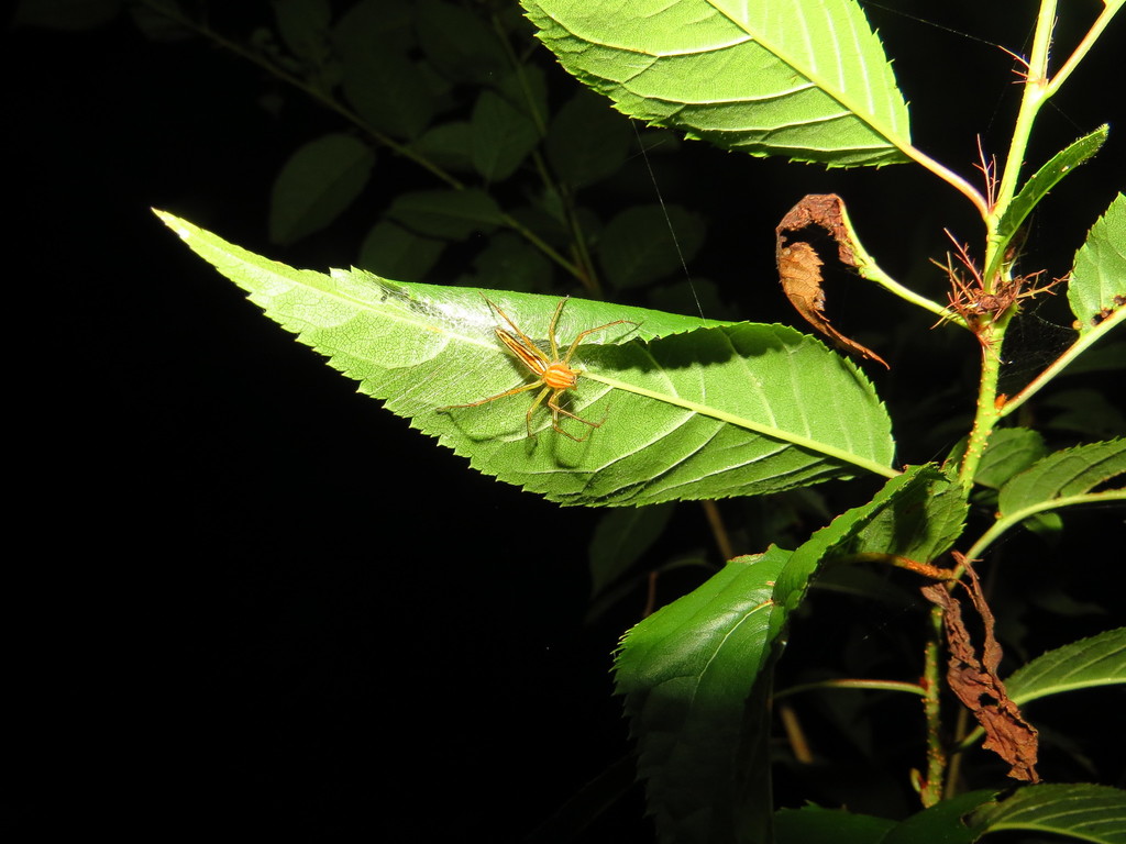 Oxyopes sushilae
