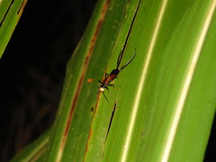 Paratimomenus flavocapitata